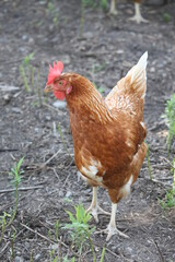 Brown hen