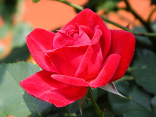 Red rose in the garden