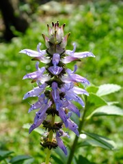 Mint Flower in Spring