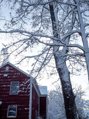 tree and red suburban house in the first snow of winter