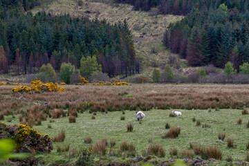 Landscape with sheep photographed in Scotland, in Europe. Picture made in 2019.
