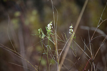 Small white flowers in the fall