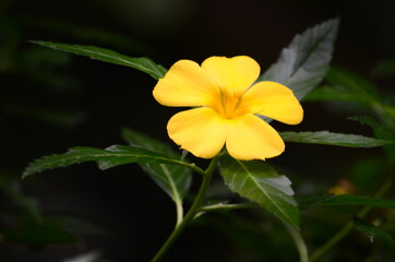 yellow flower