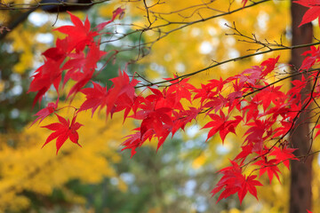 秋田県角館　秋の武家屋敷通り　紅葉