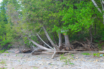 Logs on a beach © Chelsey