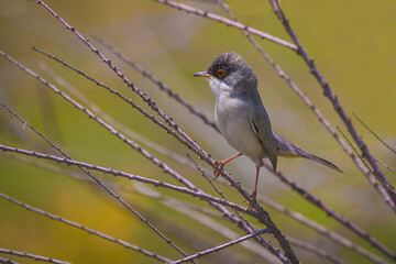 Closeup shot of a single Sardinian warbler bird in its natural habitat