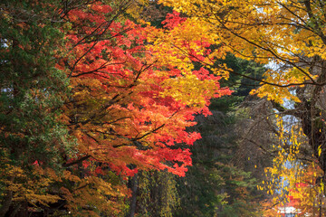 秋田県角館　秋の武家屋敷通り　紅葉