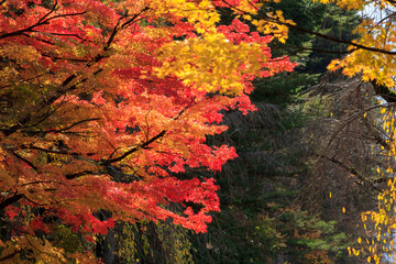 秋田県角館　秋の武家屋敷通り　紅葉
