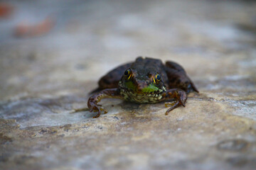 Small frog on a rock 