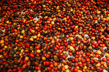 Red Coffee Cherries Texture