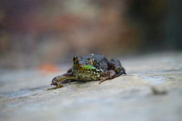 Small frog on a rock 