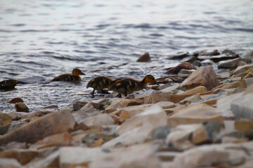 Ducklings on a stone beach