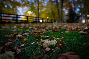 Fallen autumn leaf fallen on a lawn in focus with a fence and trees out of focus on the background
