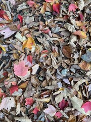 autumn leaves background