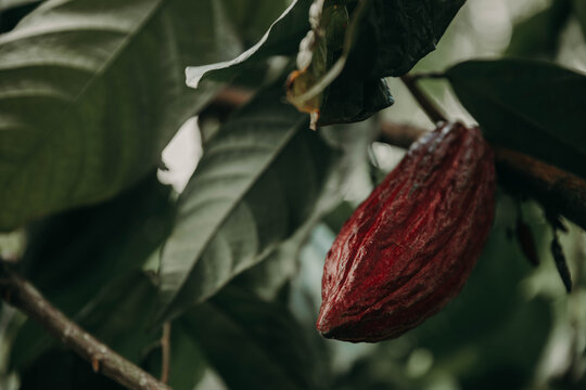 Cacao plant 