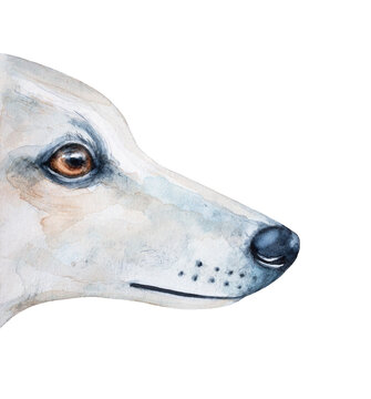 Watercolor illustration of white dog profile with beautiful amber eyes. Handdrawn watercolour artistic painting, cut out clipart element for design decoration, print, sticker, banner, card, poster.