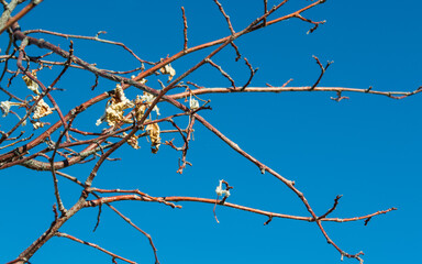 close up of  small tree branches barren of leaves under bright blue skies in autumn with copy space