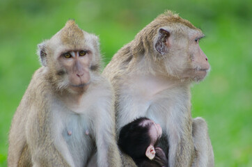 scientific name Macaca fascicularis ,Crab-eating macaque , The mother of the long-tailed monkey breastfeeds with the young