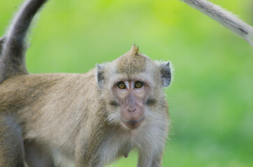 scientific name Macaca fascicularis ,Crab-eating macaque