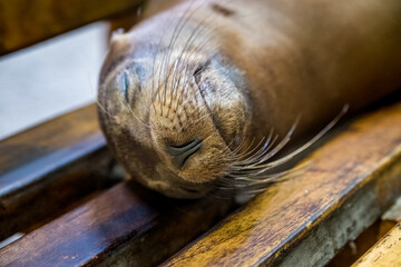 A closeup shot of a sea lion sleeping on a wooden surface at Galapagos Islands, Ecuador