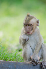 scientific name Macaca fascicularis ,Crab-eating macaque , Little monkey long tail  with green bokeh background