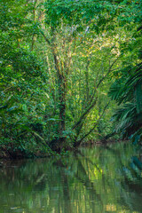 Costa Rica, flora and fauna at its best: a breathtaking trip through a mangrove forest