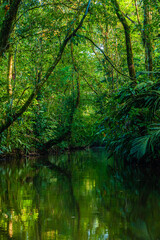 Fototapeta na wymiar Costa Rica, flora and fauna at its best: a breathtaking trip through a mangrove forest