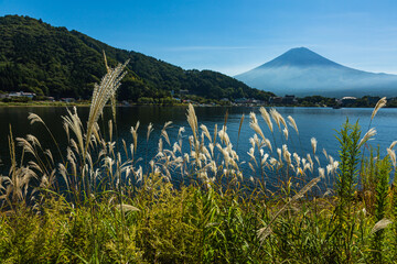 日本　山梨県、富士山と河口湖の湖畔に咲くススキ