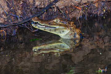 Costa Rica, flora and fauna at its best: a breathtaking trip through a mangrove forest