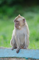 scientific name Macaca fascicularis ,Crab-eating macaque , Little monkey long tail  with green bokeh background