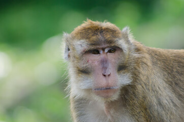 scientific name Macaca fascicularis ,Crab-eating macaque