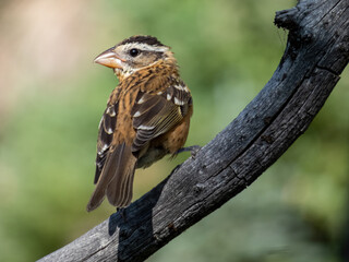 Female Black-headed Grosbeak
