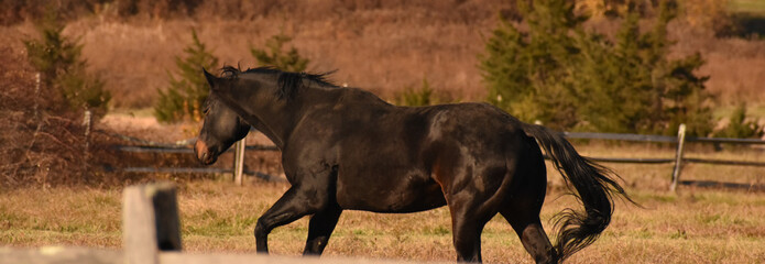 Beautiful black horse galloping across sunny field