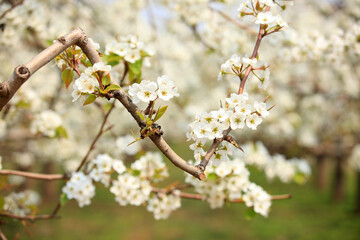 Pear trees blossom in spring