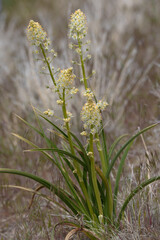 Wildflowers of the High Desert