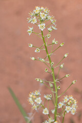 Wildflowers of the High Desert