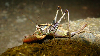 A katydid is eating at night | Grasshopper, Grass hopper, insect, bug 