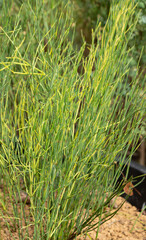 マオウ （麻黄）、英名：Ephedra Herb、生薬ラテン名：EPHEDRAE HERBA、漢方原料（東京、日本、秋）