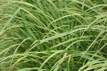 Fototapeta premium レモングラス（学名：Cymbopogon citratus）の葉（ハーブ、精油原料）