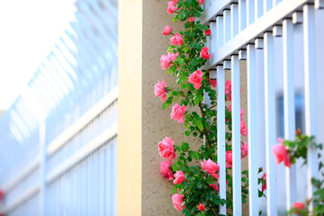 In the summer, The roses are in full bloom