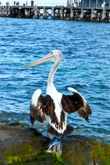 Pelican Spreading it's wings to dry