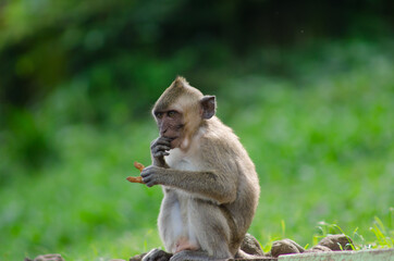 scientific name Macaca fascicularis ,Crab-eating macaque , Little monkey long tail  with green bokeh background