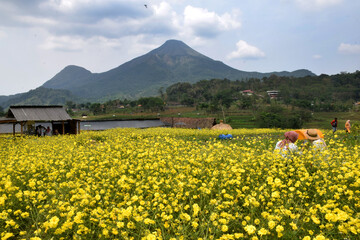 Enjoy the beauty of the Cosmos Caudatus flower garden, yellow flowers native to Latin America and...