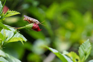 Grasshoppers on flowers in the garden.