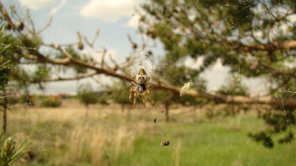 Spider garden spider sits on the web.
Spider climbs on the web.
Spider in the middle of net in the woods is waiting for prey.
insect, insects, bug, bugs, animal, animals, wildlife, wild nature, forest