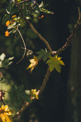 Spring leaves on the tree