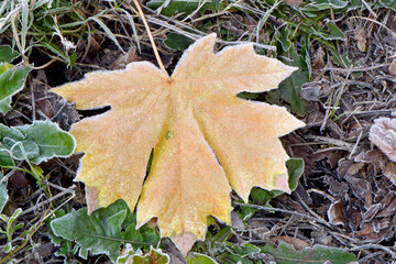 Yellow Maple Leaf 03