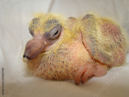 Pigeon Dove Close Up Baby Bird Hatching Pigeon Dove Birth Of New Life Cute Baby Animal Slow Life Cute Bird Birds Beautiful Young Pigeon On White Background Chick Pigeon On A White Background Pigeon Dove Close Up Baby Bird Hatching Pigeon Dove Birth Of New Life Cute Baby Animal Slow Life Cute Bird Birds Beautiful Young Pigeon On White Background Chick Pigeon On A White Background