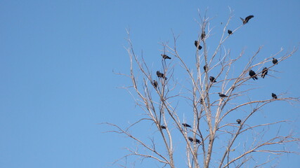 Obraz premium Migratory birds. Ravens fly and sit over leafless trees. Birds meet before migrating. Bird migration, animals in the city. crows gathering. Flock of crows. Birds group. Crow crowd, animal migration