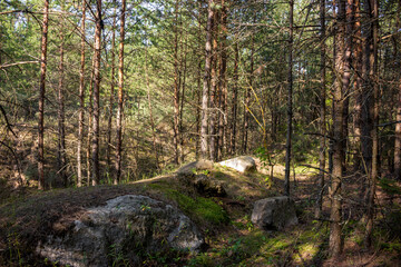 Large boulders in a pine forest
